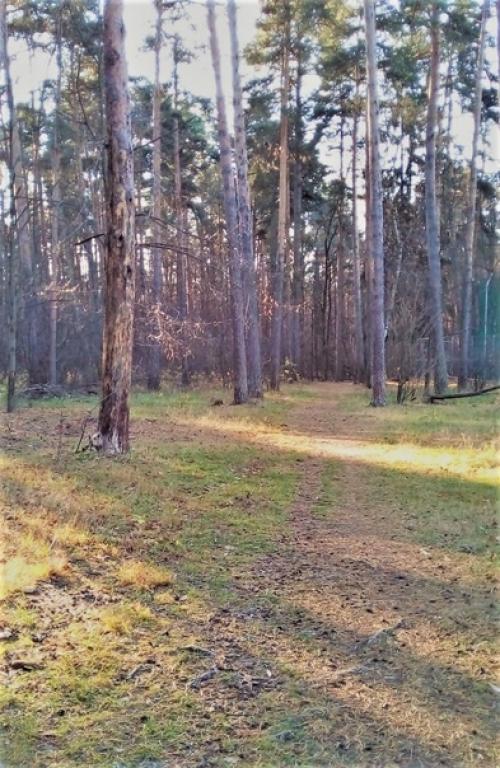 Спортивные каникулы.  Третий выходной день в московской области. 01