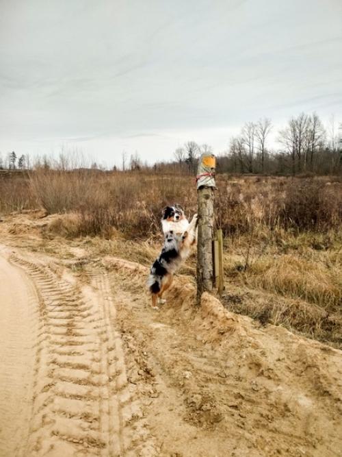 25 тренировокдоновогогода. 3/25. Не смотря на ветер погода была прям ауссячья - лёгкий мороз и солнышко. 03