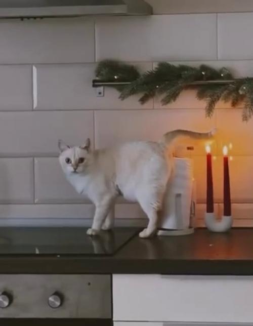 Эпизод 941.  Пушистый пожар. 01