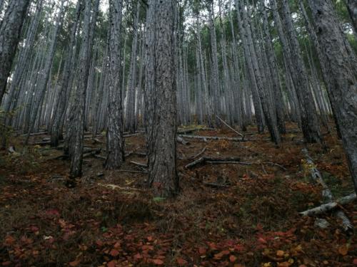 Ущелье УЧ- кош.  Ущелье расположено возле Ялты и является частью горно - лесного заповедника (имейте с собой пропуск на всякий случай. 02