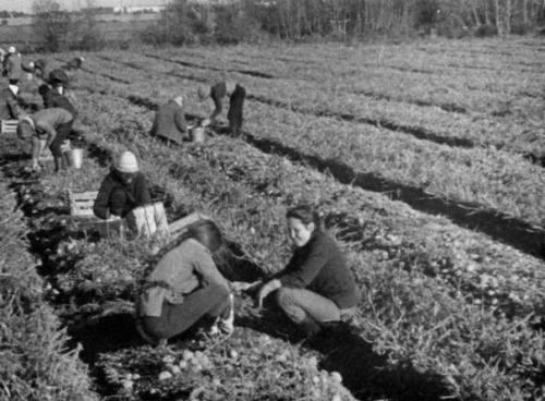 На картошку!  Одной из почётных обязанностей студента в Ссср была поездка на Картошку. 04