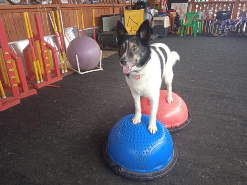 Метис рой уже не в первый раз проживает в гостинице КДЦ Тори. 01
