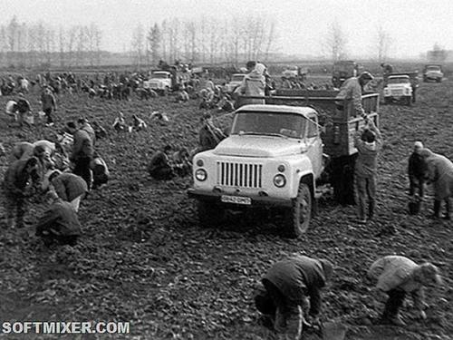 На картошку!  Одной из почётных обязанностей студента в Ссср была поездка на Картошку. 03