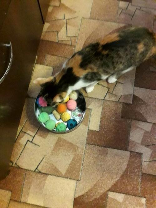 Весь день котики в догонялки играли. 02