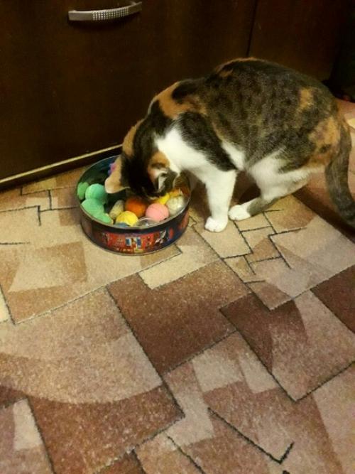 Весь день котики в догонялки играли. 03