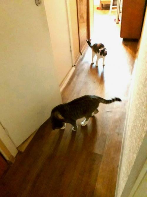 Весь день котики в догонялки играли. 04