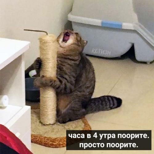 Коты давно привыкли круглосуточно сидеть дома. 05