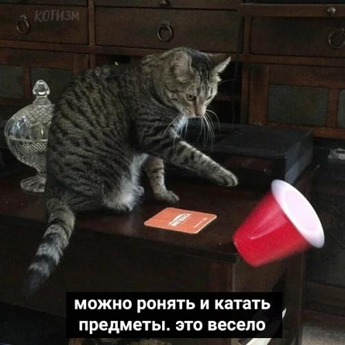 Коты давно привыкли круглосуточно сидеть дома. 02
