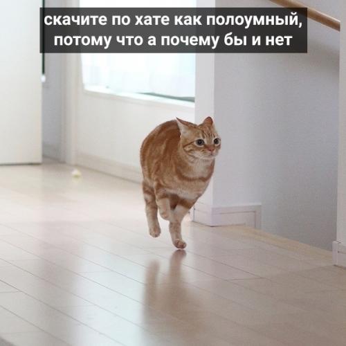 Коты давно привыкли круглосуточно сидеть дома. 04