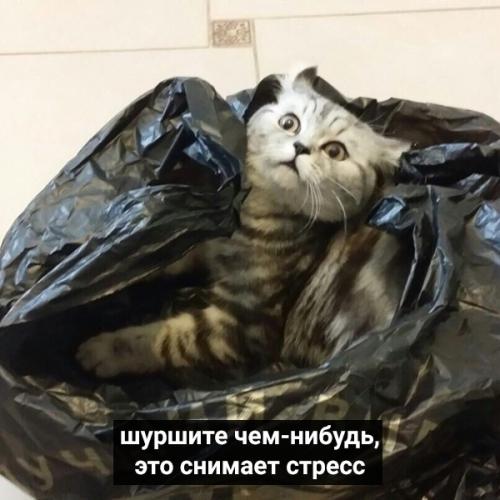 Коты давно привыкли круглосуточно сидеть дома. 01