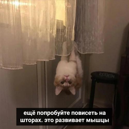 Коты давно привыкли круглосуточно сидеть дома. 03