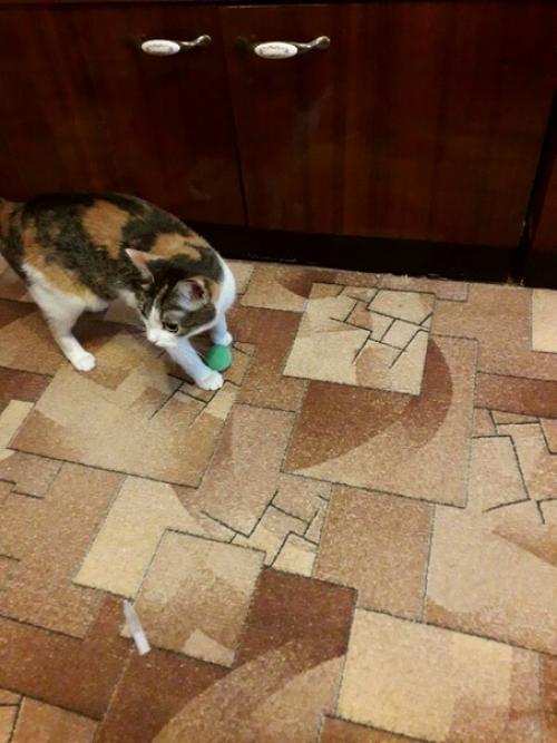 Весь день котики в догонялки играли. 01