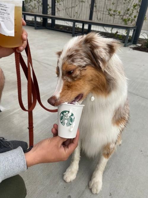 Я не люблю когда очеловечивают собак. 01