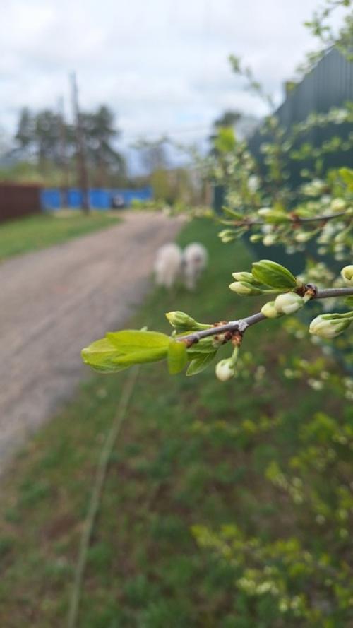 Дама с собачкой. 05