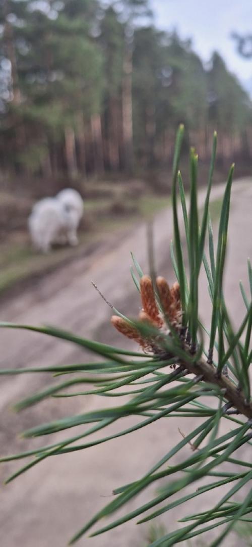 Дама с собачкой. 04