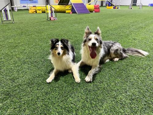 Неделя завершается. У эрби была прогулка (~5 км) и у обоих тренировка. 01