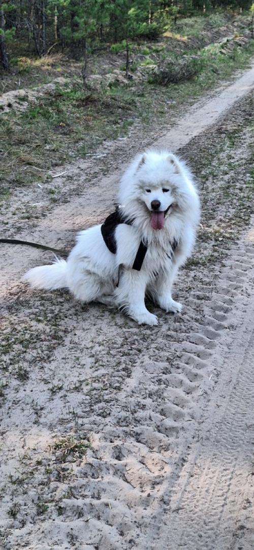 Дама с собачкой. 01