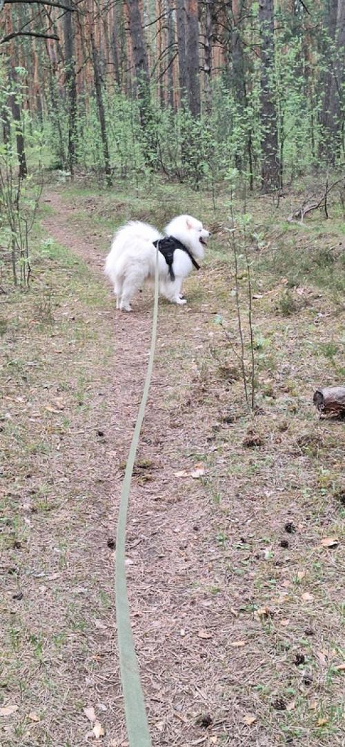 Дама с собачкой. 03