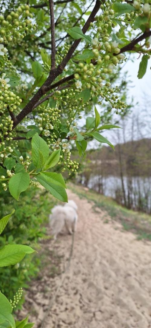 Дама с собачкой. 02