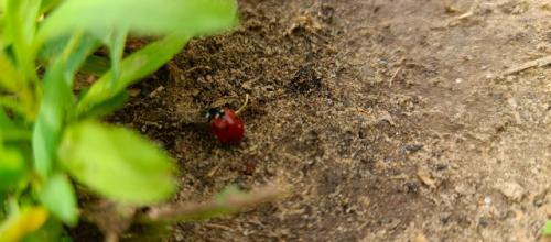 Не всё удалось сделать в этом учебном году, но мы создали проект. 01 Не всё удалось сделать в этом учебном году, но мы создали проект. 01