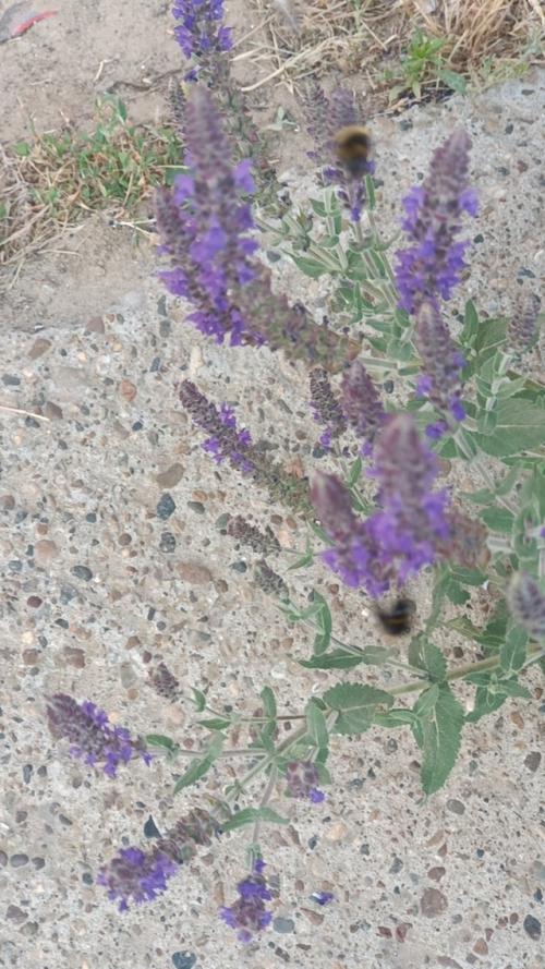 Не всё удалось сделать в этом учебном году, но мы создали проект. 04 Не всё удалось сделать в этом учебном году, но мы создали проект. 04