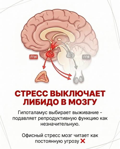 Тестостерон в норме.  А желания нет. 03