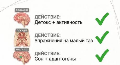 Тестостерон в норме.  А желания нет. 05
