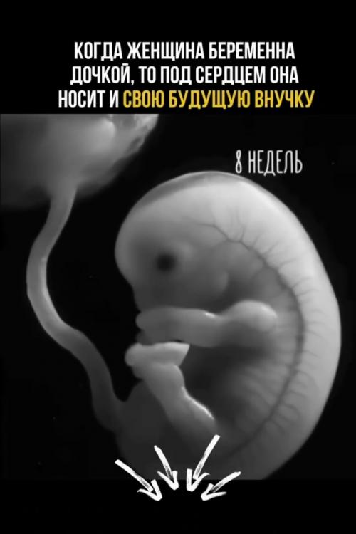 Один из самых впечатляющих фактов эмбриологии касается внутриутробного развития девочки. 01
