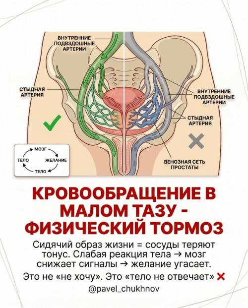 Тестостерон в норме.  А желания нет. 02