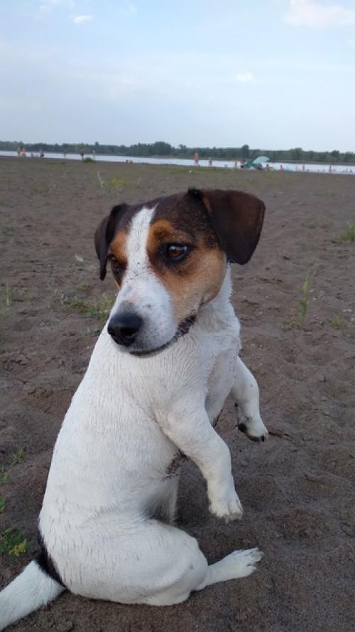 Чему научили меня собаки и как изменилась жизнь. 01 Чему научили меня собаки и как изменилась жизнь. 01