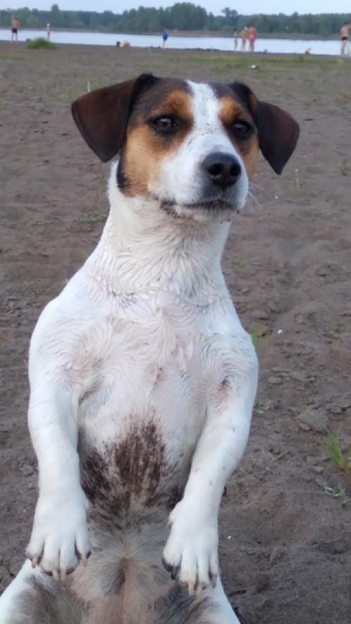 Чему научили меня собаки и как изменилась жизнь. 02 Чему научили меня собаки и как изменилась жизнь. 02