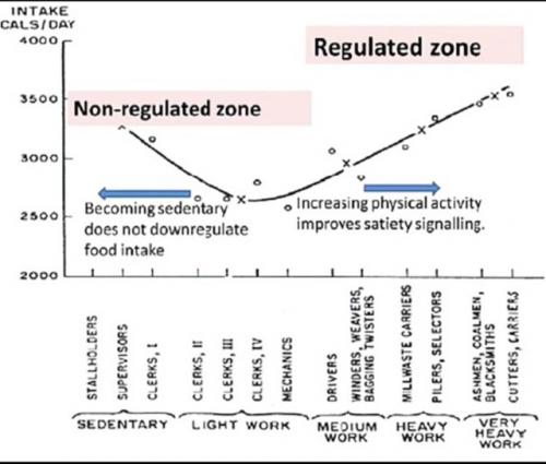 Чем меньше мы двигаемся - тем больше мы хотим есть. 03 Чем меньше мы двигаемся - тем больше мы хотим есть. 03