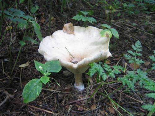 За грибами в Подмосковье. 04