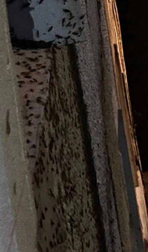 Эпизод 561.  Неделя тараканов. 01 Эпизод 561.  Неделя тараканов. 01