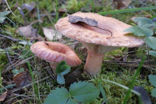 За грибами в Подмосковье. 03