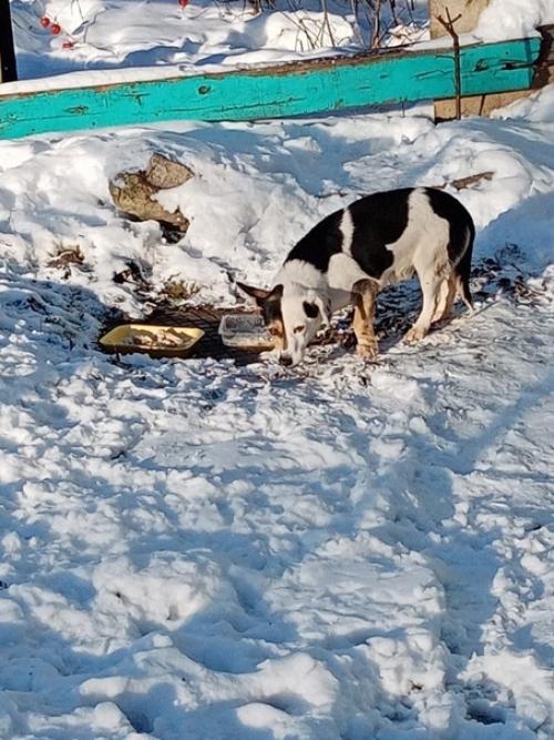 Добрый день!   Бегает уже с месяц по определенному маршруту: от фитнес - центра Атлетика Новомосковск до дома спорта через парк. 01