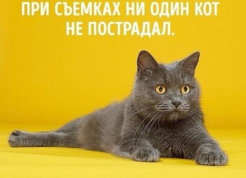 Котоприсед. Упражнения@Just_Fitness. 03