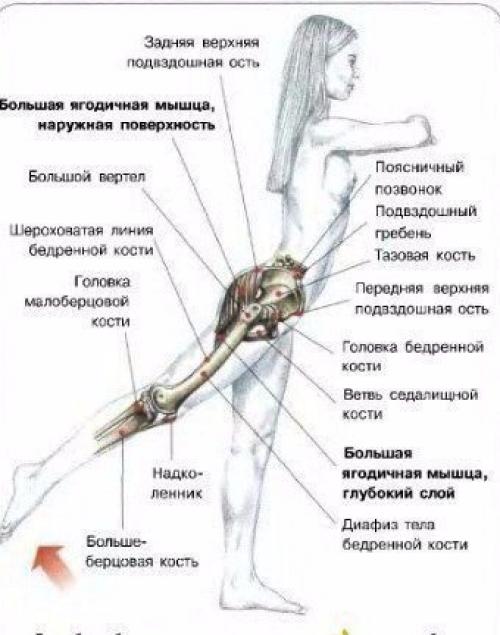 Все о тренинге ягодиц! 01 Все о тренинге ягодиц! 01