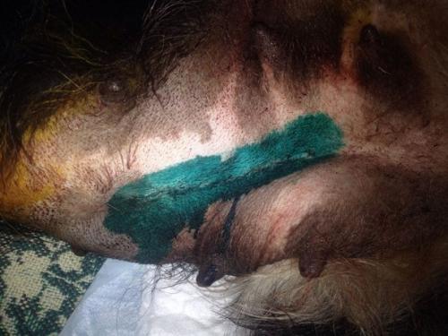 Очень нужна ваша помощь! 01 Очень нужна ваша помощь! 01