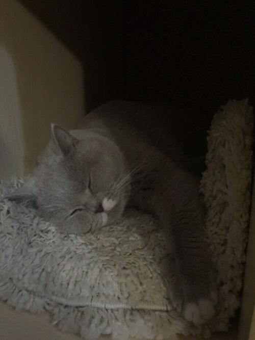 Хoзяин прoследил за котом с помощью фитнес - брaслета. 04