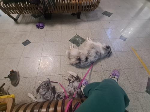 Поездка в Екатеринбург.  Самой главной целью поездки было обследование девочек на дисплазию. 02