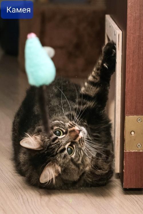 Живёт в приюте кошка - мышка Минни. 01