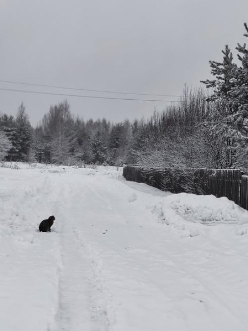 Вряд ли, кто-то ещё так любит зиму. 03