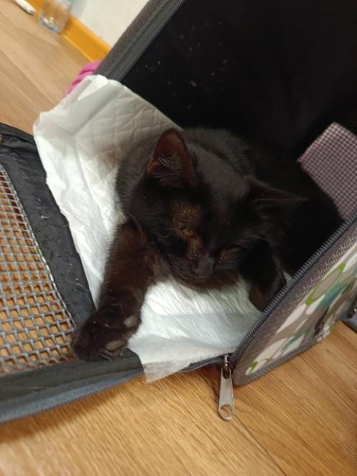 Кошки тоже следят за фигурой. 02