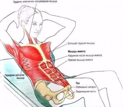 Части пресса живота
