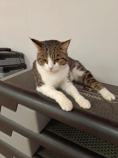 Кошки тоже следят за фигурой. 03