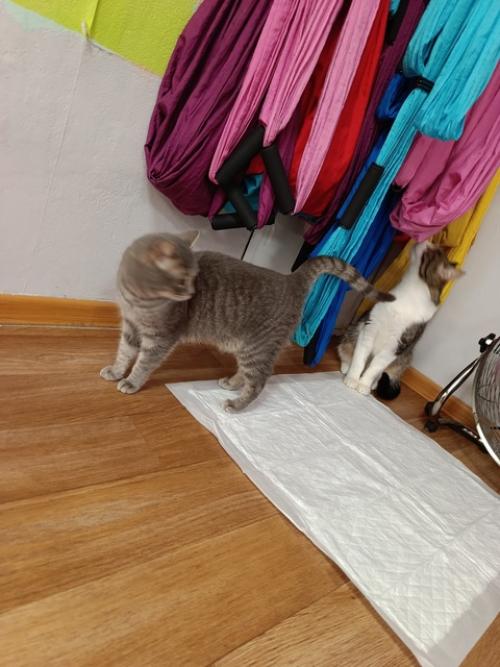 Кошки тоже следят за фигурой. 01