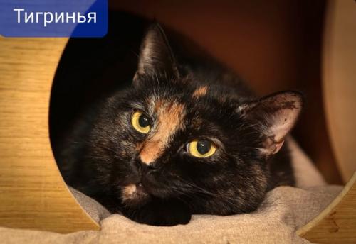 Живёт в приюте кошка - мышка Минни. 02