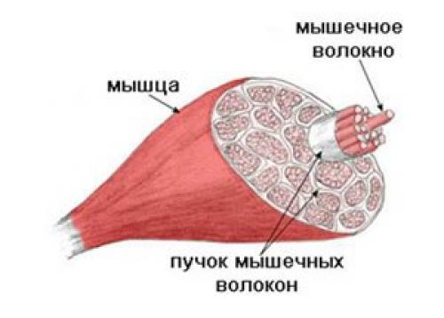Гипертрофия мышц - просто и доходчиво? 02