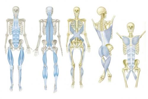 Анатомические поезда. Воскресный умный пост от косметолога Ирины. 01 Анатомические поезда. Воскресный умный пост от косметолога Ирины. 01